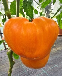honey passion44